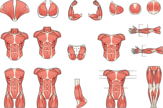 Human muscle anatomy front and back body parts detailed medical illustration set for fitness and education