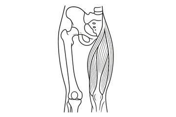 A black and white line drawing illustrating the human pelvis, hip joint, and thigh musculature. The diagram shows the skeletal structure on one side and muscles on the other.