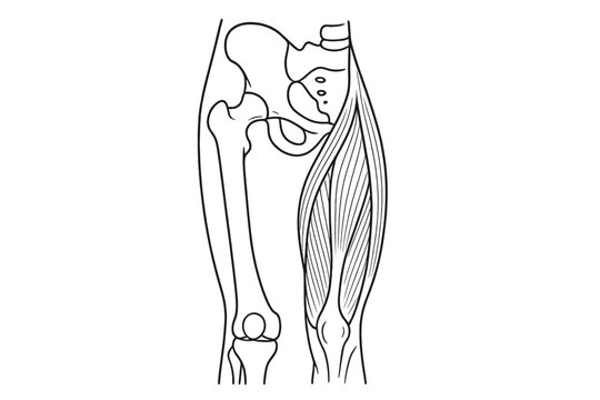 A black and white line drawing illustrating the human pelvis, hip joint, and thigh musculature. The diagram shows the skeletal structure on one side and muscles on the other.