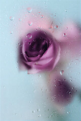 Fototapeta premium Purple rose behind glass with water droplets
