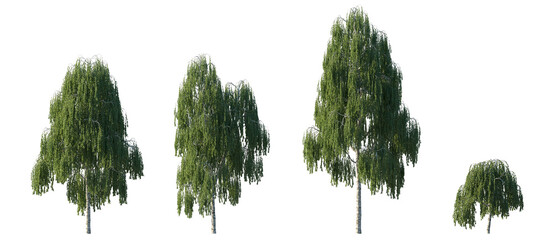 Naklejka premium Weeping Birch Tree (Betula pendula 'Youngii', Silver Birch) Isolated PNG on a Transparent Background Premium Nature Cutout