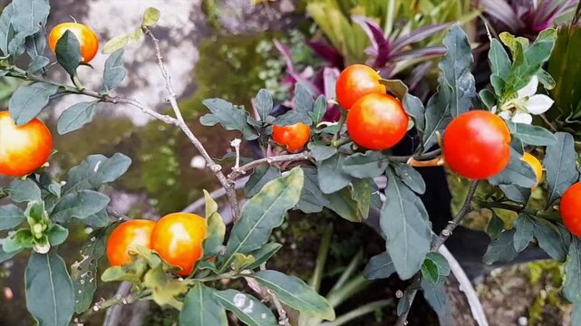 Vibrant Jerusalem Cherry (Solanum pseudocapsicum) berries ripening on a branch.