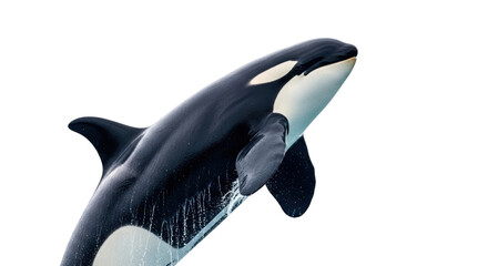 Isolated orca whale breaching the water surface with open mouth and black and white markings © Elowen