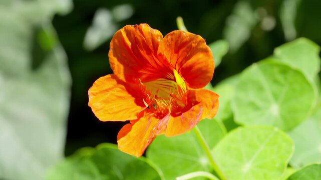 Orange Nasturtium Flower Bloom in Bright Garden Sunlight