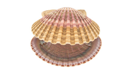 Isolated scallop shell, a beautiful specimen of bivalve seashells with elegant structure © Elowen