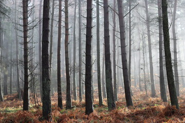 Fototapeta premium Sunlight shining through mist in a woodland