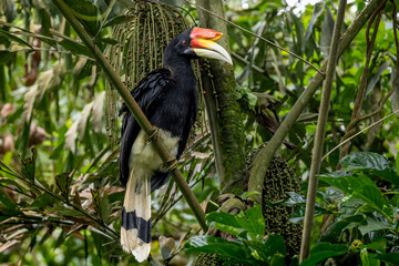 Rhinoceros hornbill © Fabian