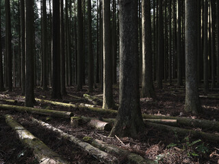 Dark Conifer Forest with Fallen Logs and Vertical Tree Trunks

