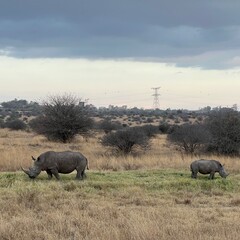 White rhino with calf © Gentoo Multimedia