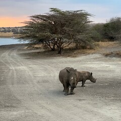 White rhino with calf © Gentoo Multimedia
