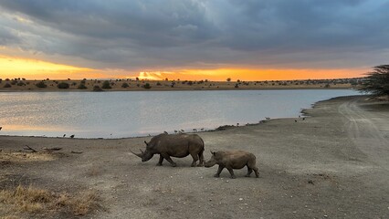 White rhino with calf © Gentoo Multimedia