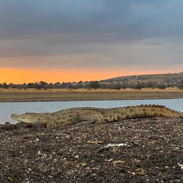 Crocodile near a pond in Kenya