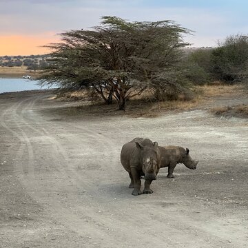 White rhino with calf