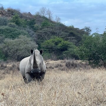 Single white rhino in Kenya