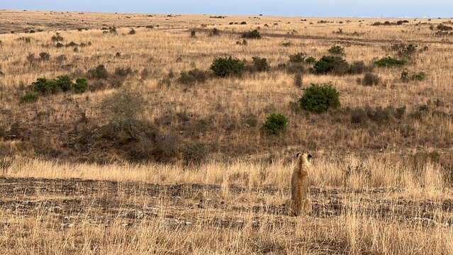 Single male lion in Kenya