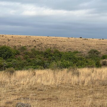 Single male lion in Kenya