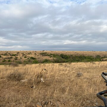 Single male lion in Kenya