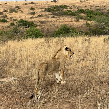 Single male lion in Kenya