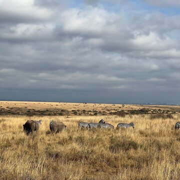 Herd of zebras in Kenya