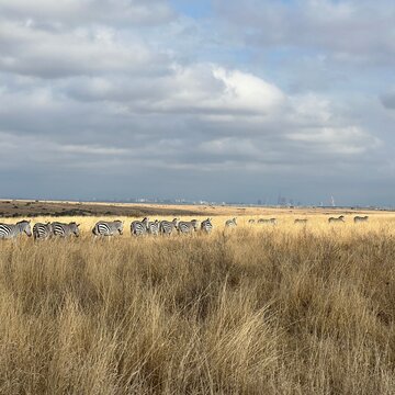 Herd of zebras in Kenya