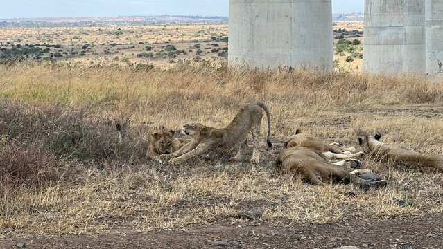 Pride of lions in Kenya