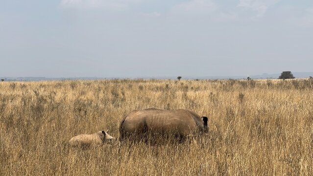 White rhino with calf