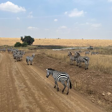 Herd of zebras in Kenya