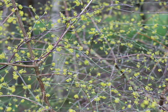 Yellow Cornelian cherry tree or cornus mas flowers in spring