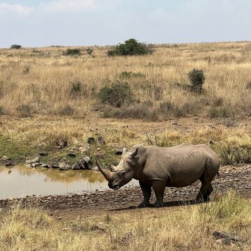 Single white rhino in Kenya