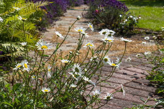 rustical garden - stone paved garden path and flowers - summertime