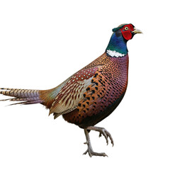 Fototapeta premium Pheasant Bird Walking Black Background