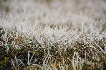 Naklejka premium Frozen plants during frost in the field. Beautiful winter natural landscape.