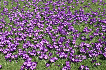 Obraz premium Masses of bright purple crocuses covering a garden lawn in spring sunshine