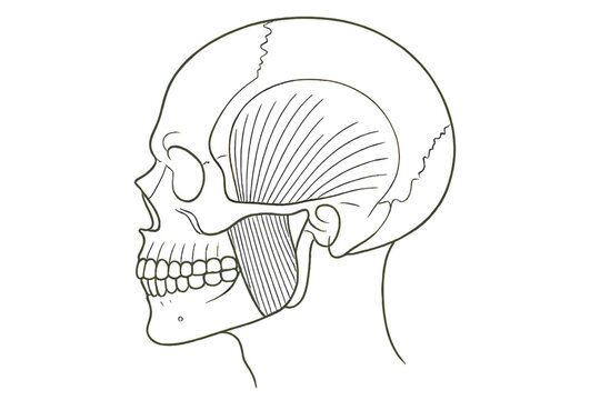 A gold line drawing of a human skull in profile, highlighting the temporalis and masseter muscles against a black background. This anatomical illustration shows the jaw and teeth.