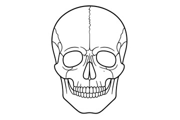 Obraz premium A minimalist black and white line art illustration of a human skull from a front view, featuring detailed eye sockets, nasal cavity, and teeth against a solid black background.