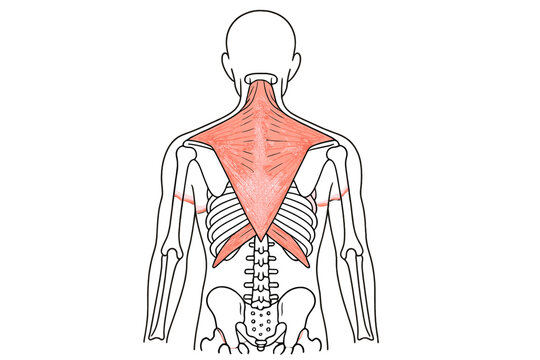 A medical illustration showing the posterior view of the human skeletal system with the trapezius muscle highlighted in pink, including the spine, ribs, and shoulder blades.
