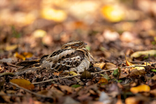 Large-tailed Nightjar