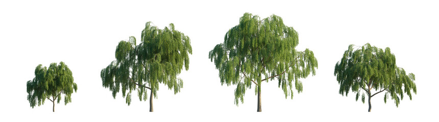 Weeping Willow Tree (Salix babylonica, Babylonian Willow) Isolated PNG on a Transparent Background Premium Nature Cutout © Roman