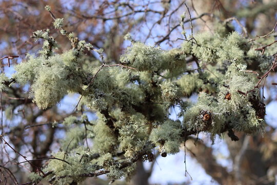 Birch tree branch covered in thick green beard lichen