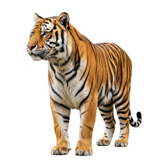 Obraz premium Tiger standing black background