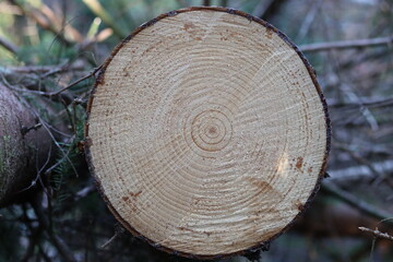 View through a cross section of a felled conifer tree