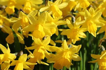 Obraz premium Daffodils in a garden in spring