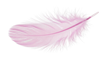 Isolated feather of a bird in pink color. Soft and delicate plumage as a decorative item © Cedric
