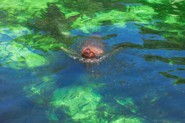 Sea lion gliding playfully through turquoise water, creating those beautiful ripples and bubbles