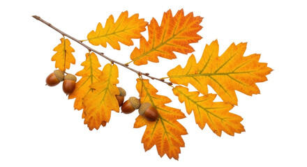 Isolated oak branch with autumn colored leaves and acorns for thanksgiving and fall harvest © Cedric