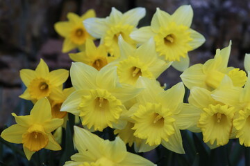 Fototapeta premium Close up of large bright yellow daffodils