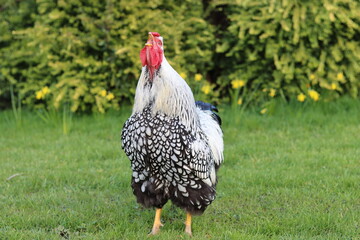 Silver laced Wyandotte cockerel crowing © Francesca Leslie
