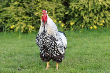 Silver laced Wyandotte cockerel crowing © Francesca Leslie