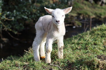 Obraz premium Newborn lamb in a field in spring sunshine