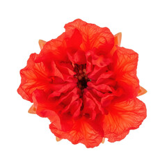 Red Flower Close Up Black Background